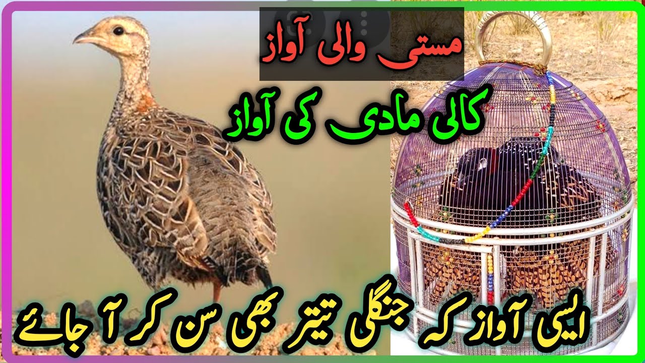 Kali Madi Ki Awaz | Masti Wali awaz | black francolin female voice | کالی مادی کی آواز |