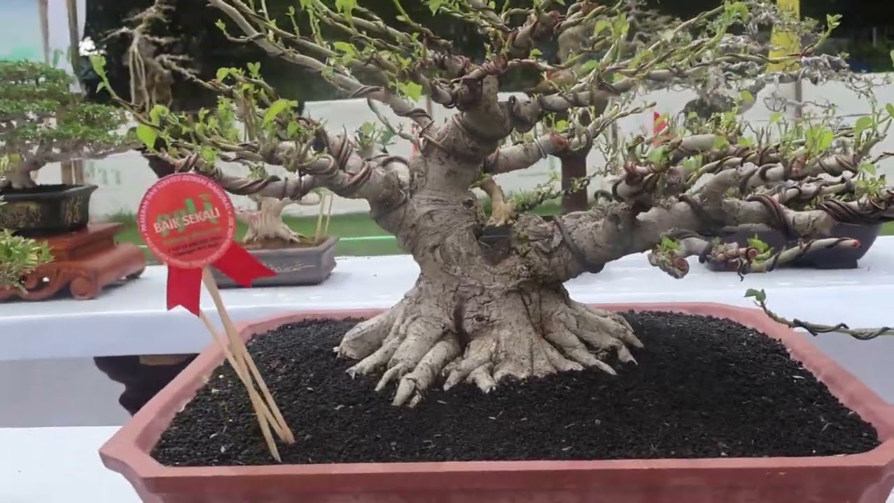 bonsai Small, mame class prospek