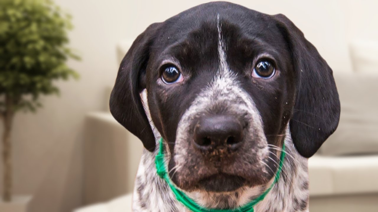 German Shorthaired Pointer Videos Compilation