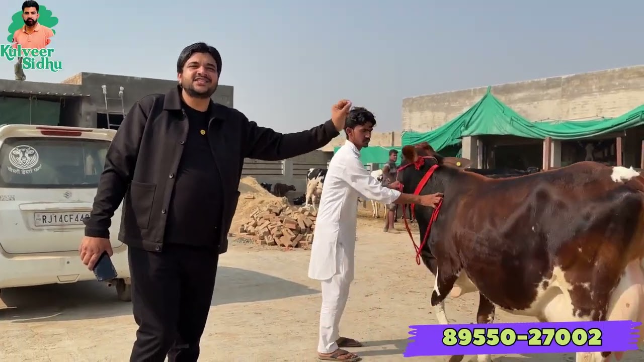 चौधरी डेयरी फार्म श्री गंगानगर राजस्थान 📱📱 8955027002