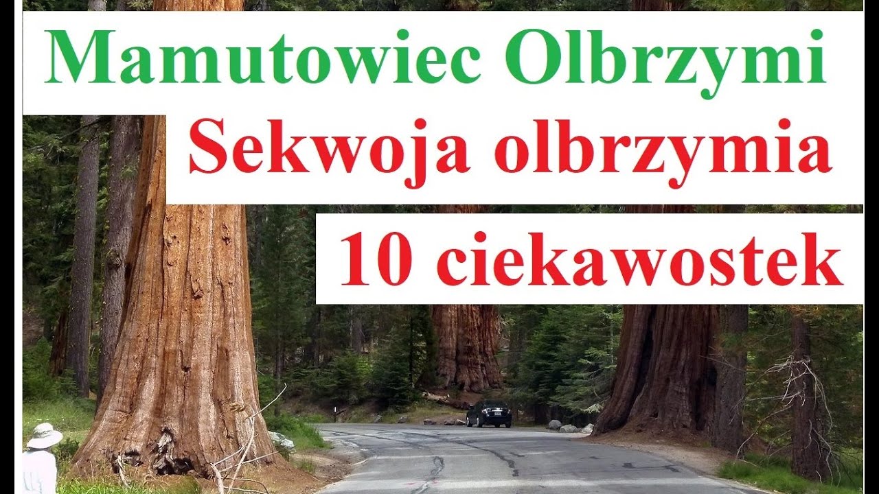 Mamutowiec Olbrzymi - Sekwoja olbrzymia - 10 ciekawostek