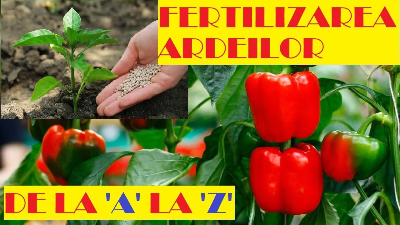 Fertilizarea ardeilor de la răsad până la recoltare.🌶🌶🌶