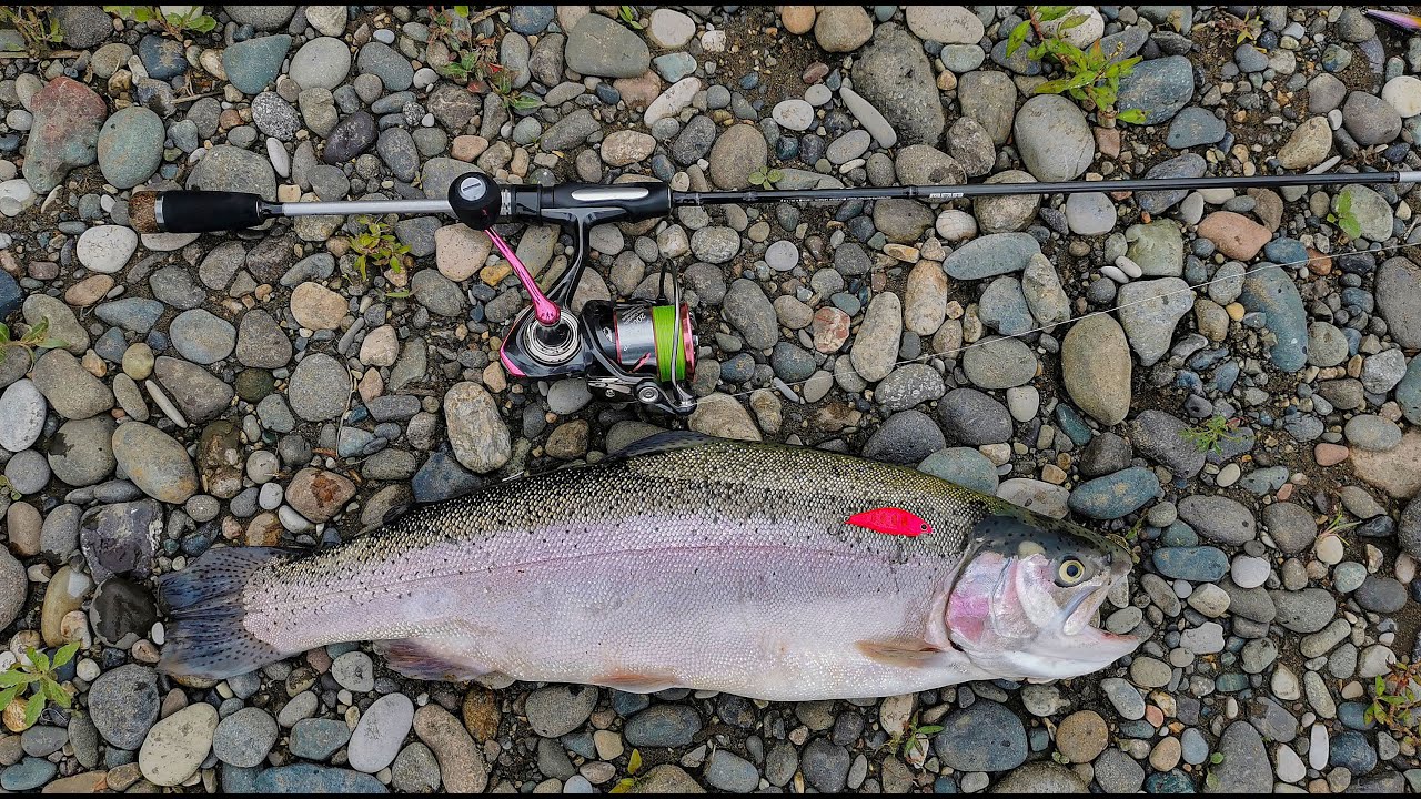 ცისარტყელა ორაგულზე თევზაობა 🎣 მდინარეზე ძლიერ დინებაში. ულტრალაითზე Daiwa Silver creek 23 UL-1-6 g.