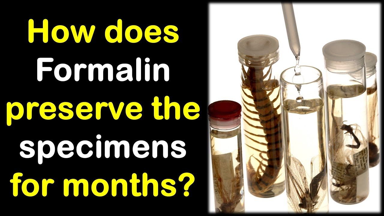 How does Formalin preserve the Biological Specimens? | Hindi | Dr. Priyank Singhvi