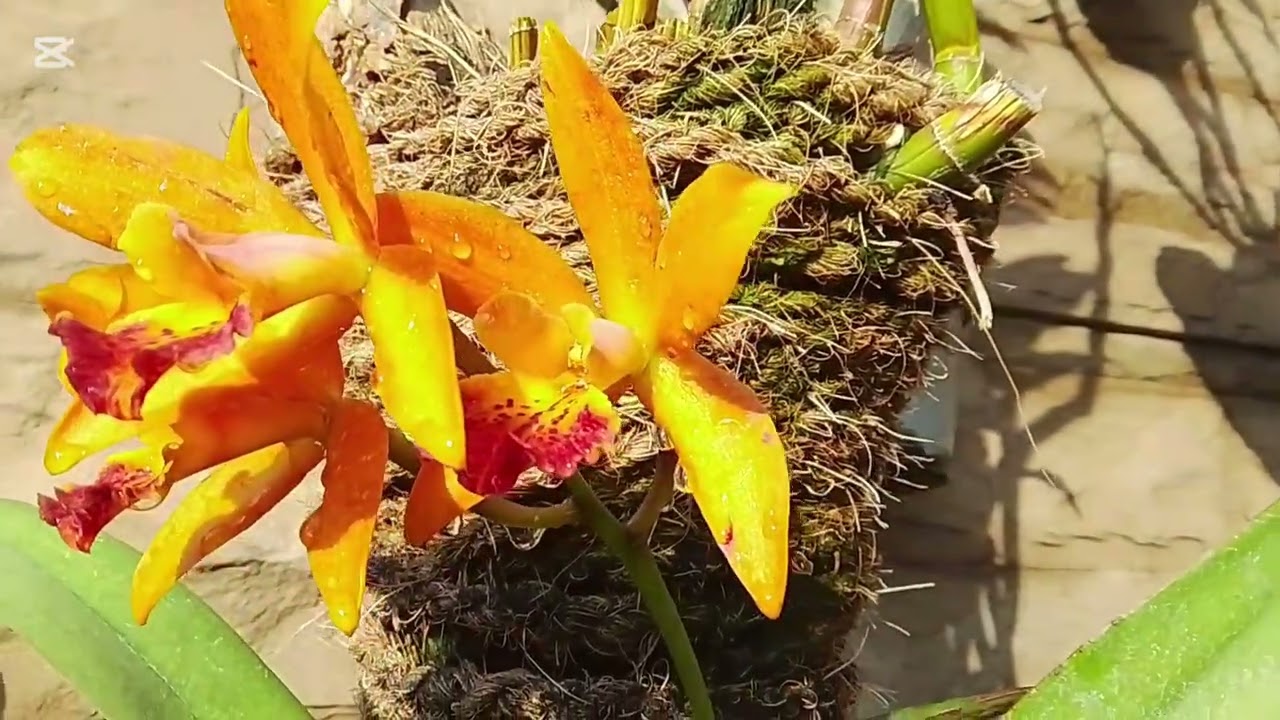 Arcade Orchid flower  #videos gardening ideay#