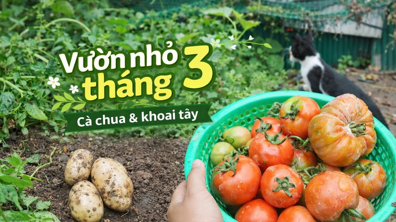 #14.Khu vườn nhỏ:Thu hoạch khoai tây và cà chua-tháng 3.Harvesting potatoes and tomatoes-early March