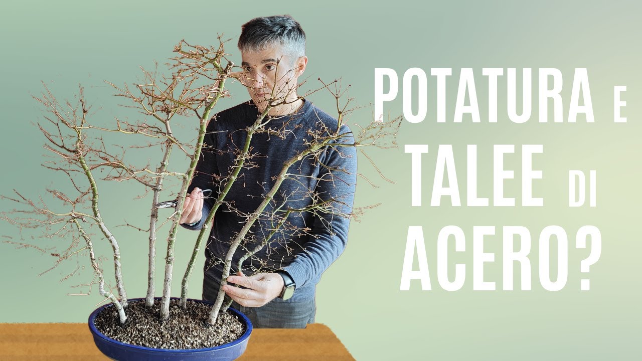 COME POTARE un BOSCO di ACERO BONSAI, selezione rami e TALEE