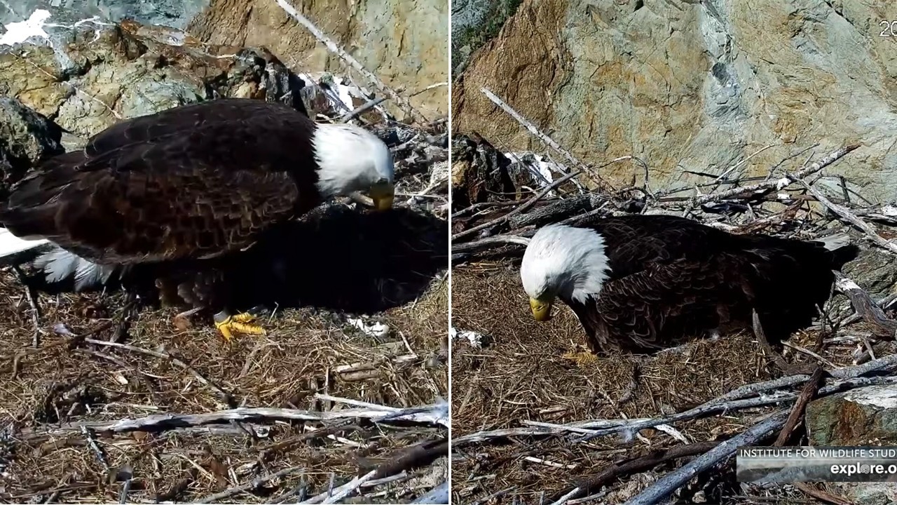 Two Harbors Eagles🦅Cholyn & Chase Bid Their Broken Egg a Fond Farewell💔 explore.org | 2026 Mar 17