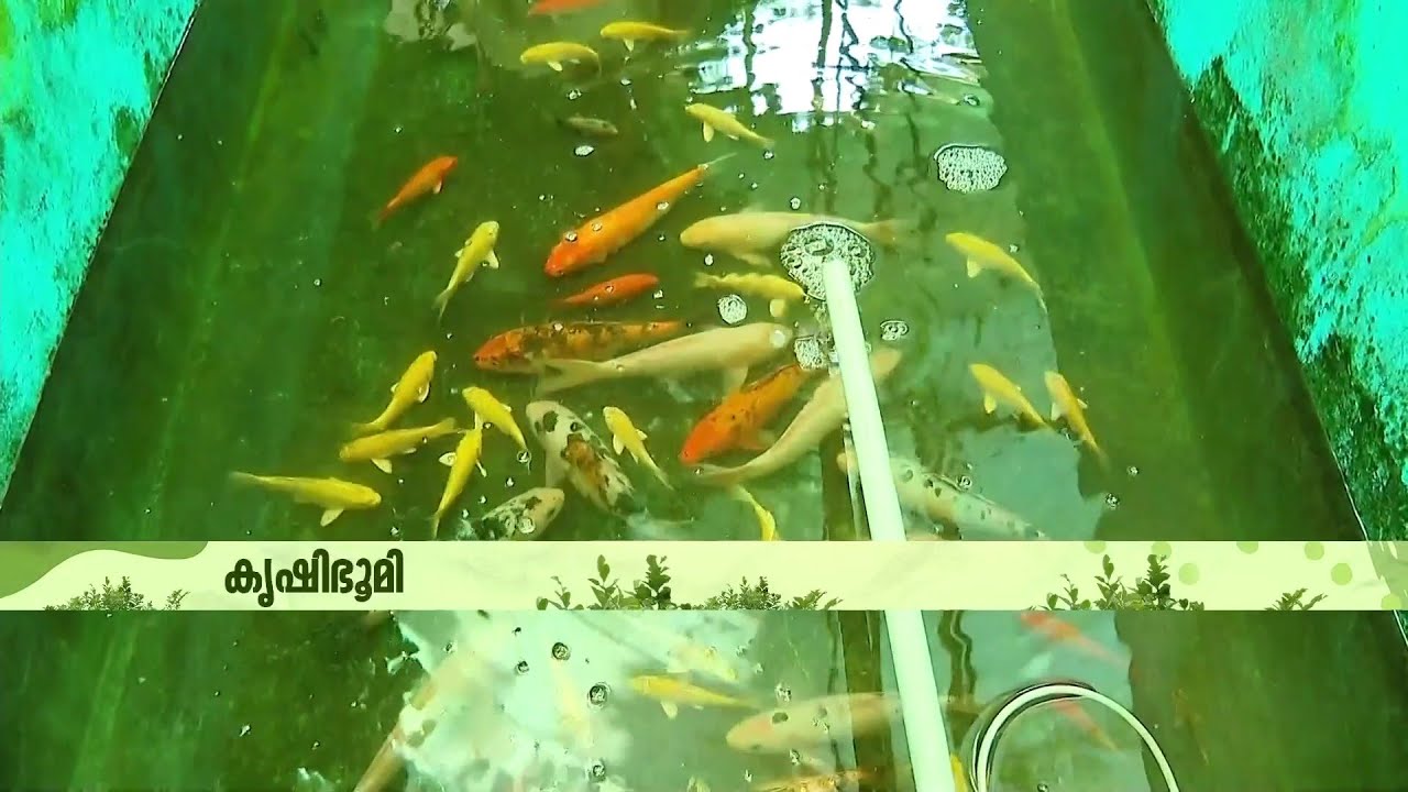 ഓര്‍ണമെന്റല്‍ ഫിഷിലെ താരം ഇവനാണ്..കോയി കാര്‍പ്പ് | Koi Fish | Carp | Fish Farming