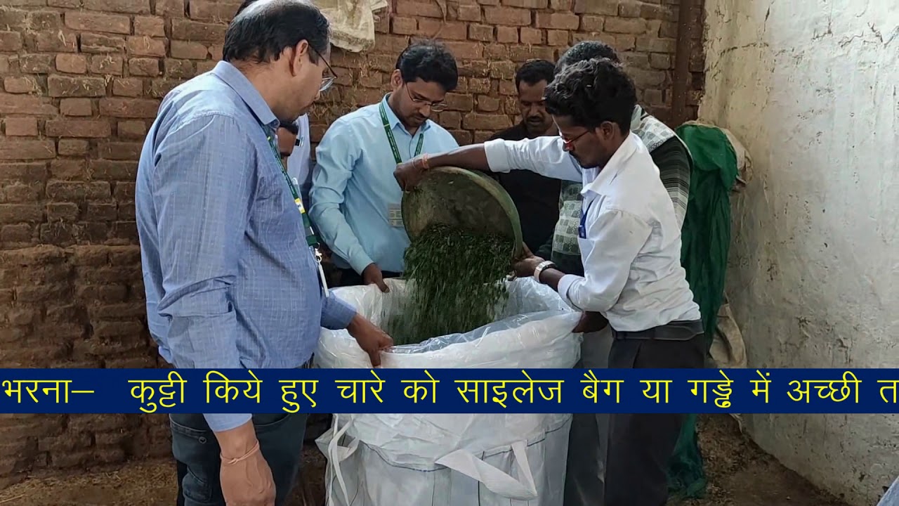 IGFRI Jhansi Silage preparation method 02 05 2020