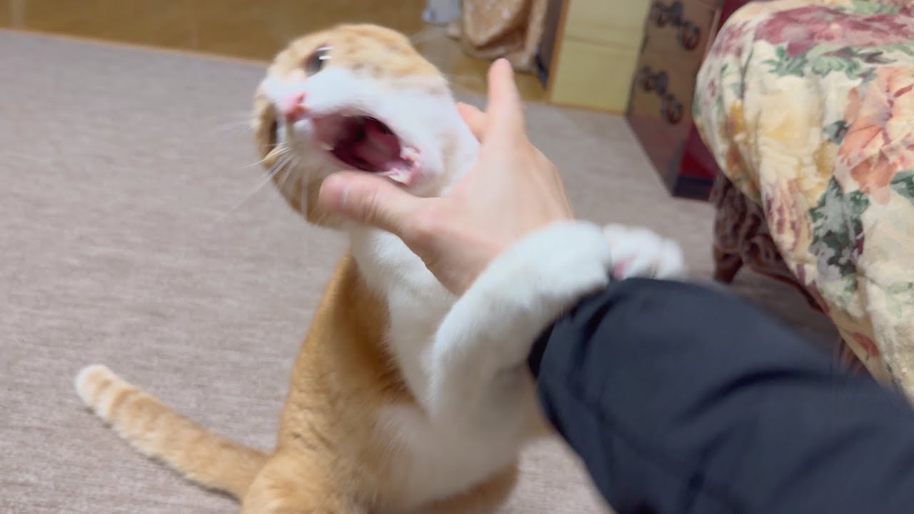 飼い主には絶対になでなでさせない凶暴猫