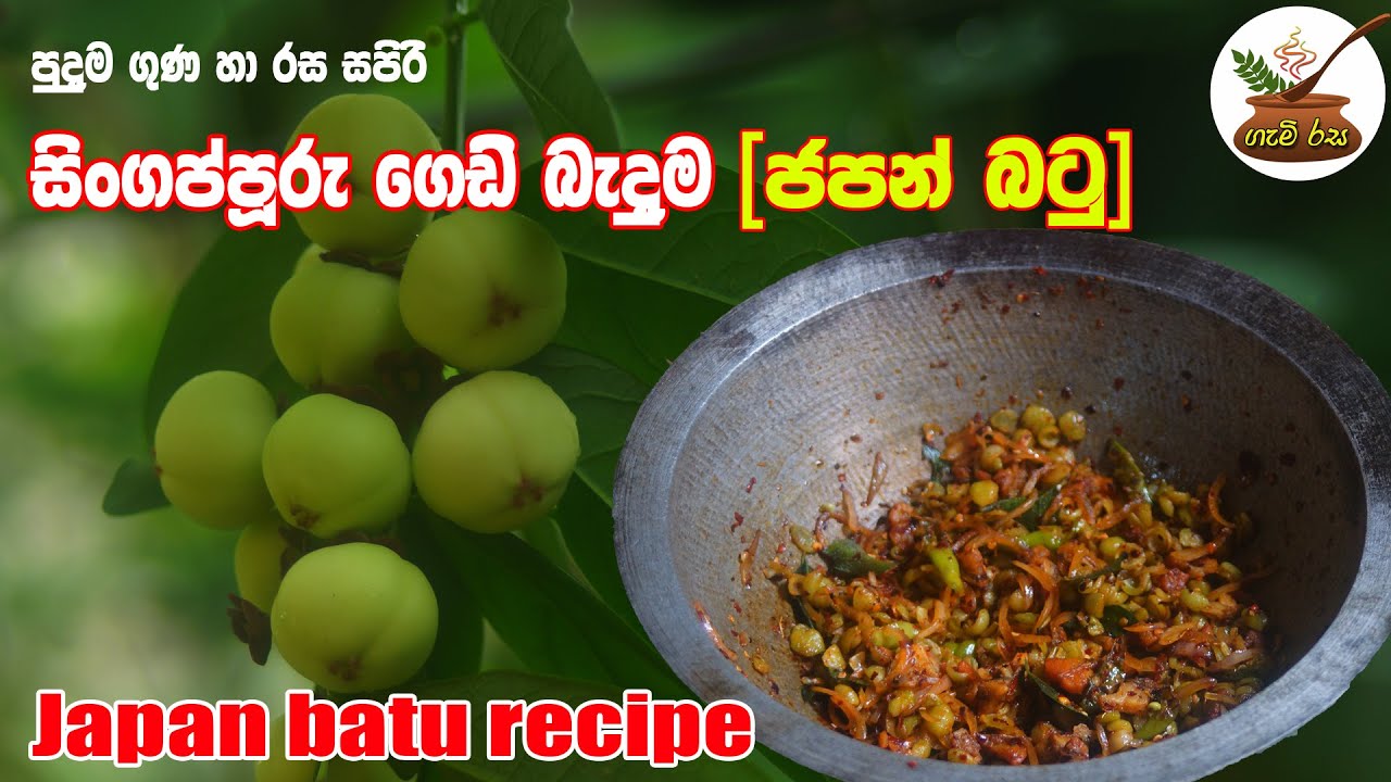 @GAMIRASA ජපන් බටු හෙවත් සිංගප්පුරු ගෙඩි බැදුම Japanese brinjal or Singaporean nuts fried