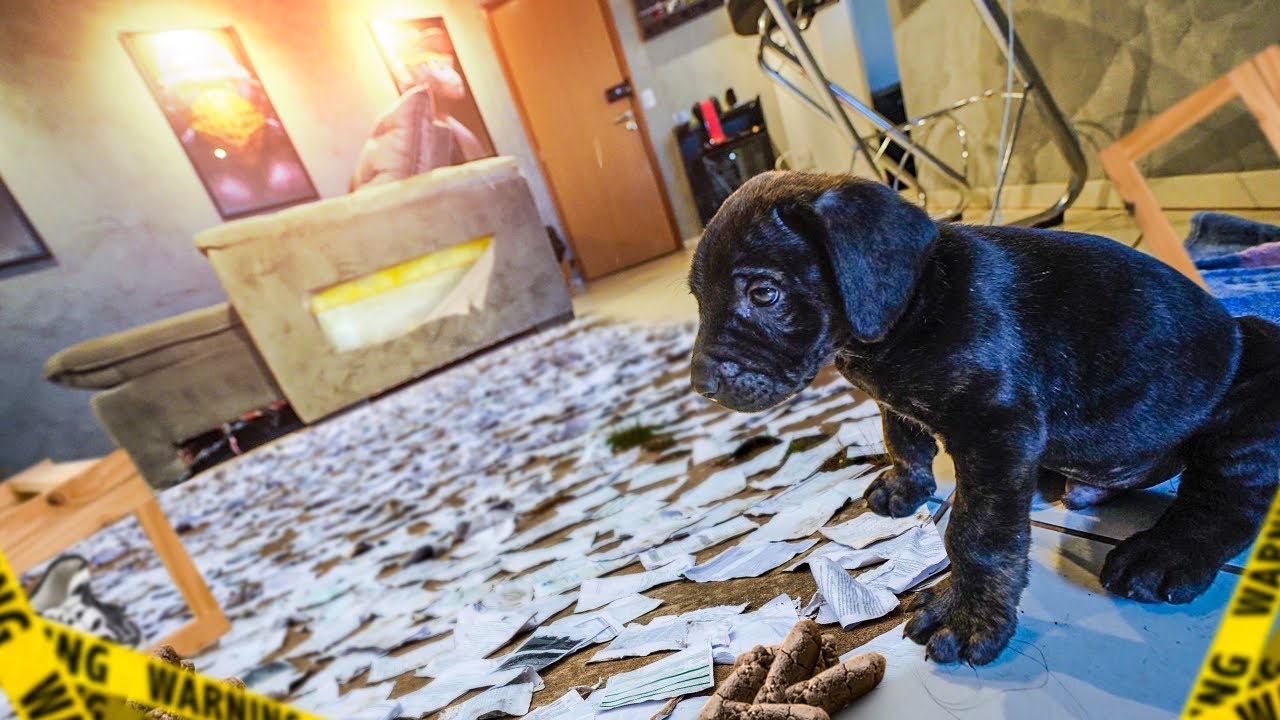 🆘VOU DAR FIM NO CACHORRINHO!! ME DESCULPEM ASSIM NÃO DÁ!!😡😡