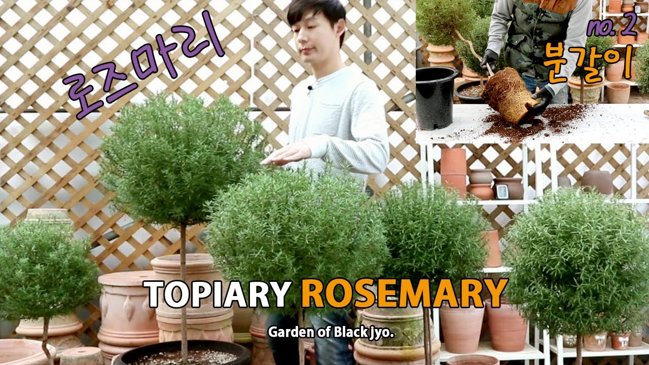 로즈마리 건강하게 키우기 no.2 / 분갈이 Rosemary