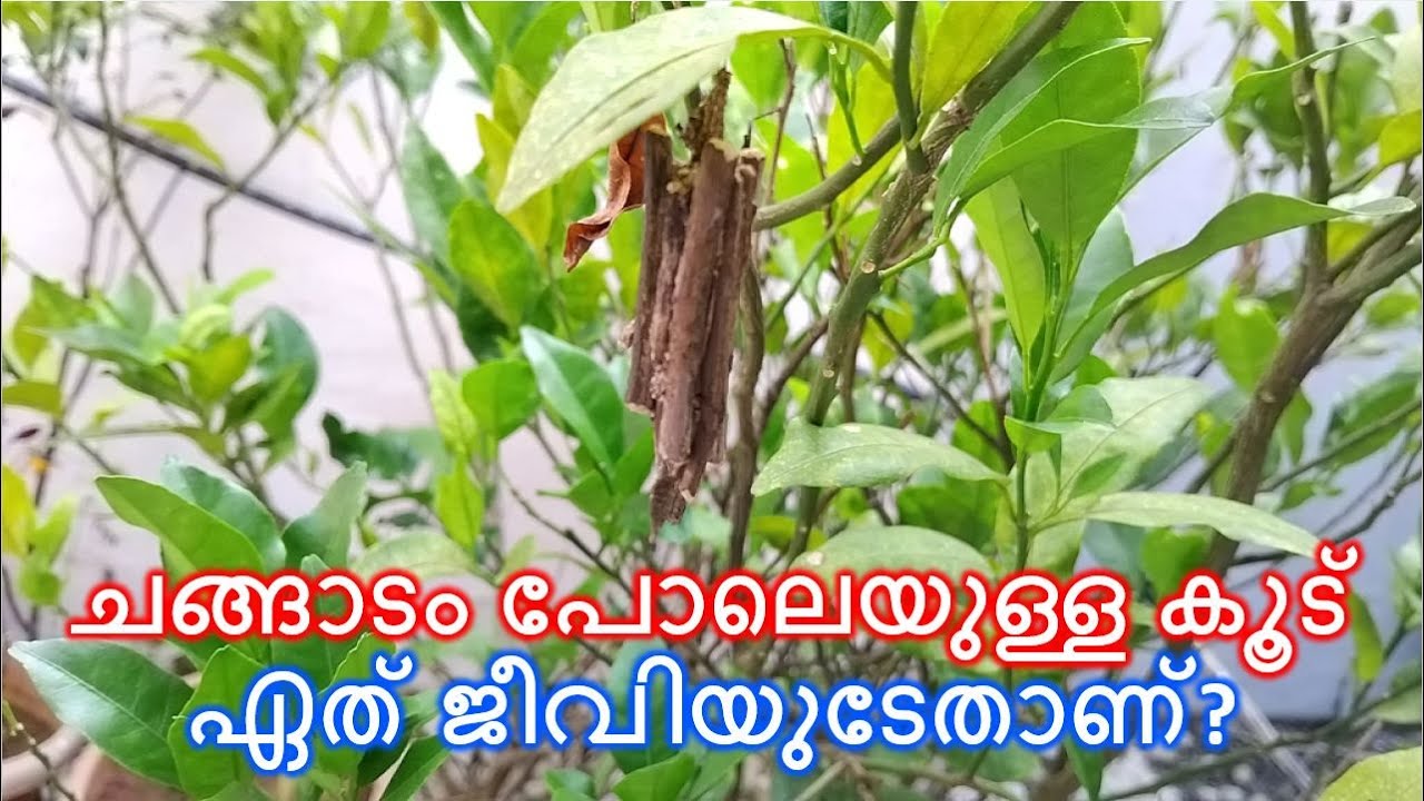 ചങ്ങാടം പോലെയുള്ള കൂട് ഏത് ജീവിയുടേതാണ്?