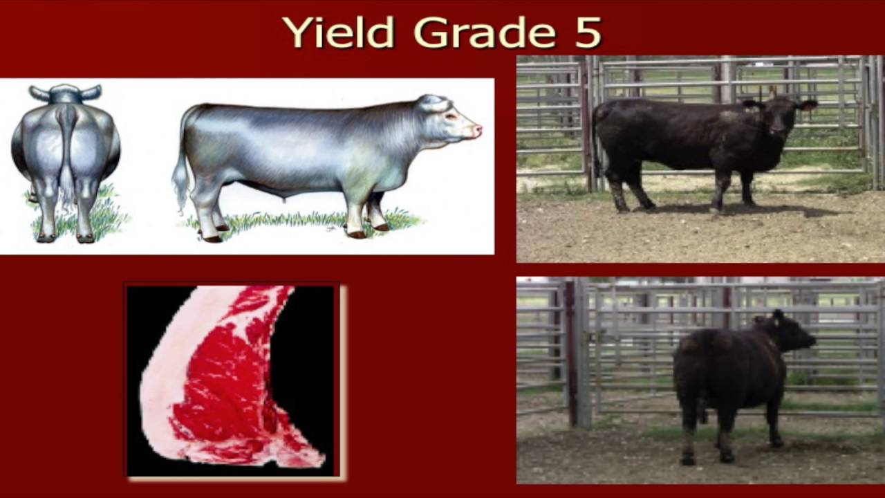 Lecture 18 part 6- Yield Grades of Beef Cattle