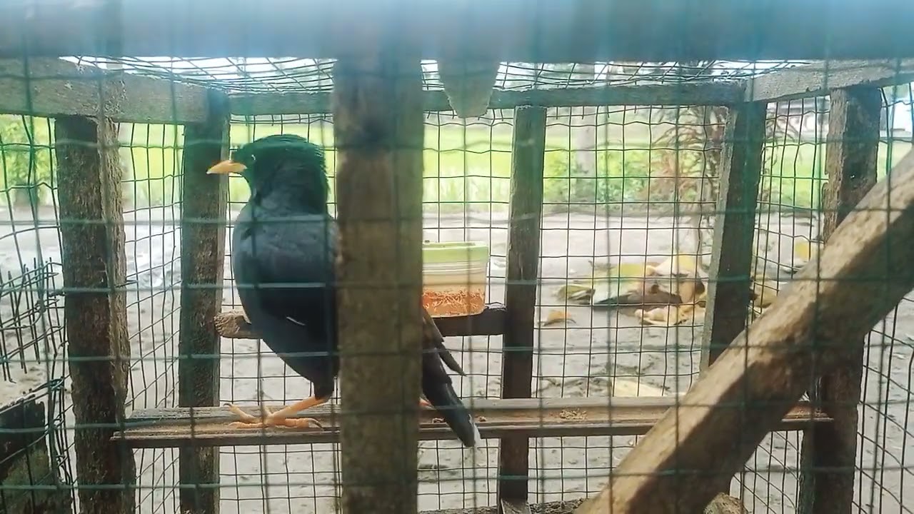 Susui namanya jalak- kebo asli gacor 