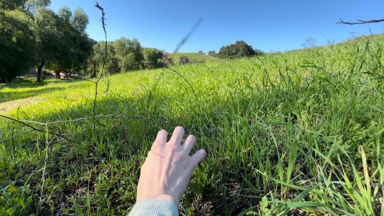 lofi asmr | birding and nature hikes, tapping, bird sounds, white noise, running water 