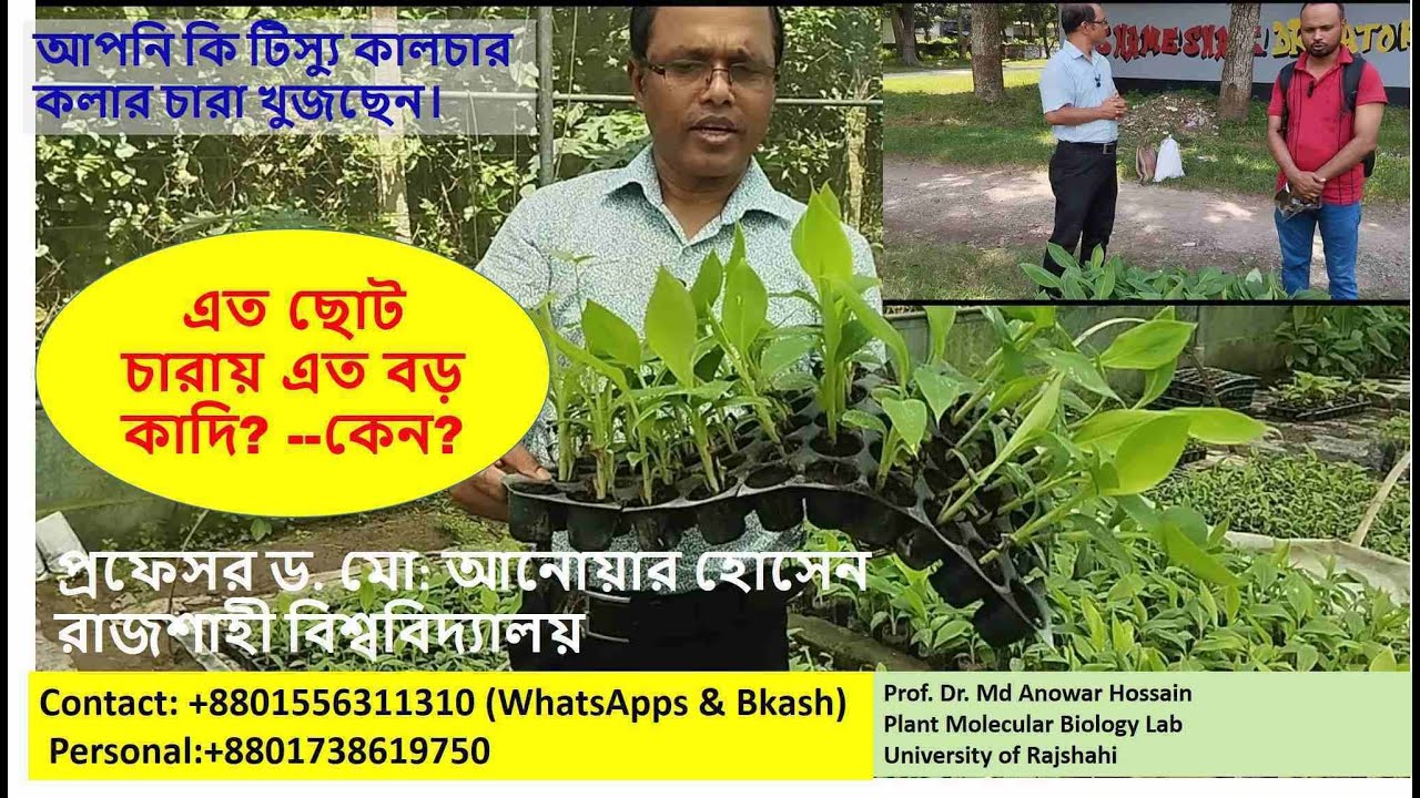 এত ছোট চারা কিন্তু কলার কাদি পড়েছে অনেক বড়! দেখুন লোকে বলে কি? How Big Bunch from small seedlings?