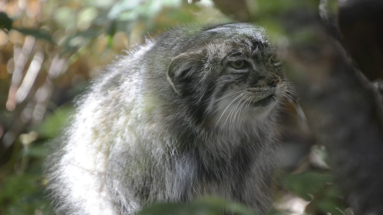 Pallas cat &ldquo;meowing&rdquo;