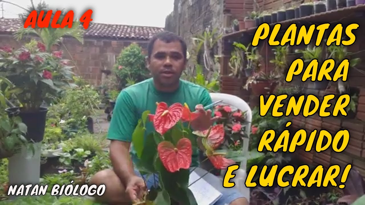 COMO INICIAR NEG&Oacute;CIO COM POUCO DINHEIRO. Melhores mudas para vender baratinha.
