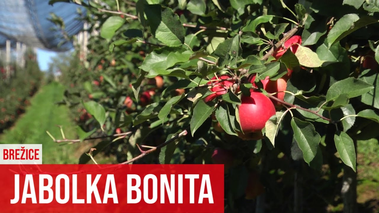 BREŽICE: Jabolka Bonita v Arnovem selu