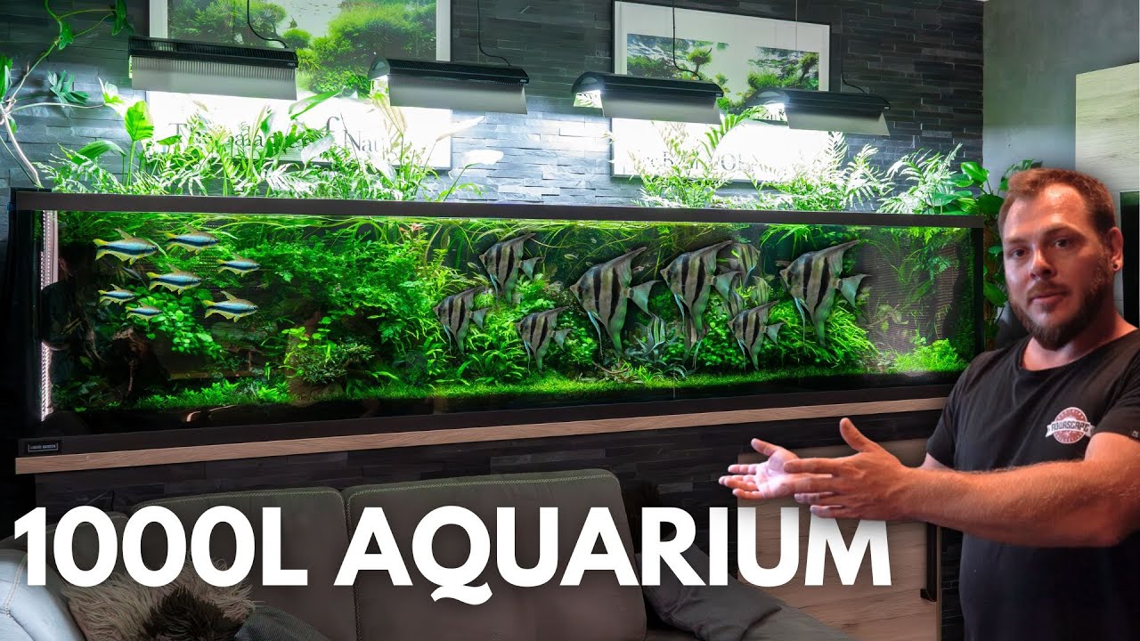 XXL Altum Skalar Aquarium - 3 Meter Aquascape bei Mario zuhause!