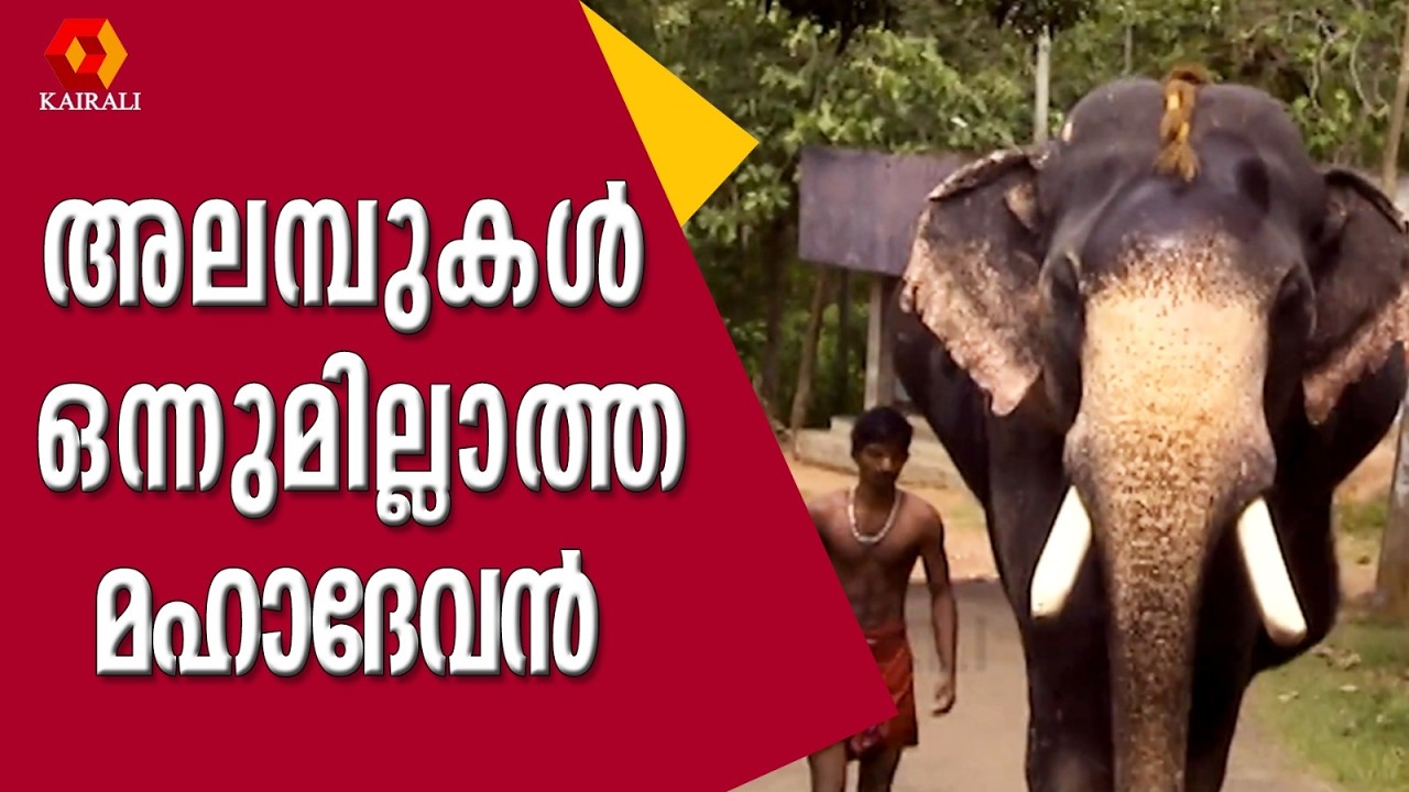 ഉച്ചക്ക് ചോറ് നിർബന്ധമാണ്;വാഴയും ചക്കയും വീക്നെസ്|Kanavila Mahadevan | E4 elephant | elephant lovers
