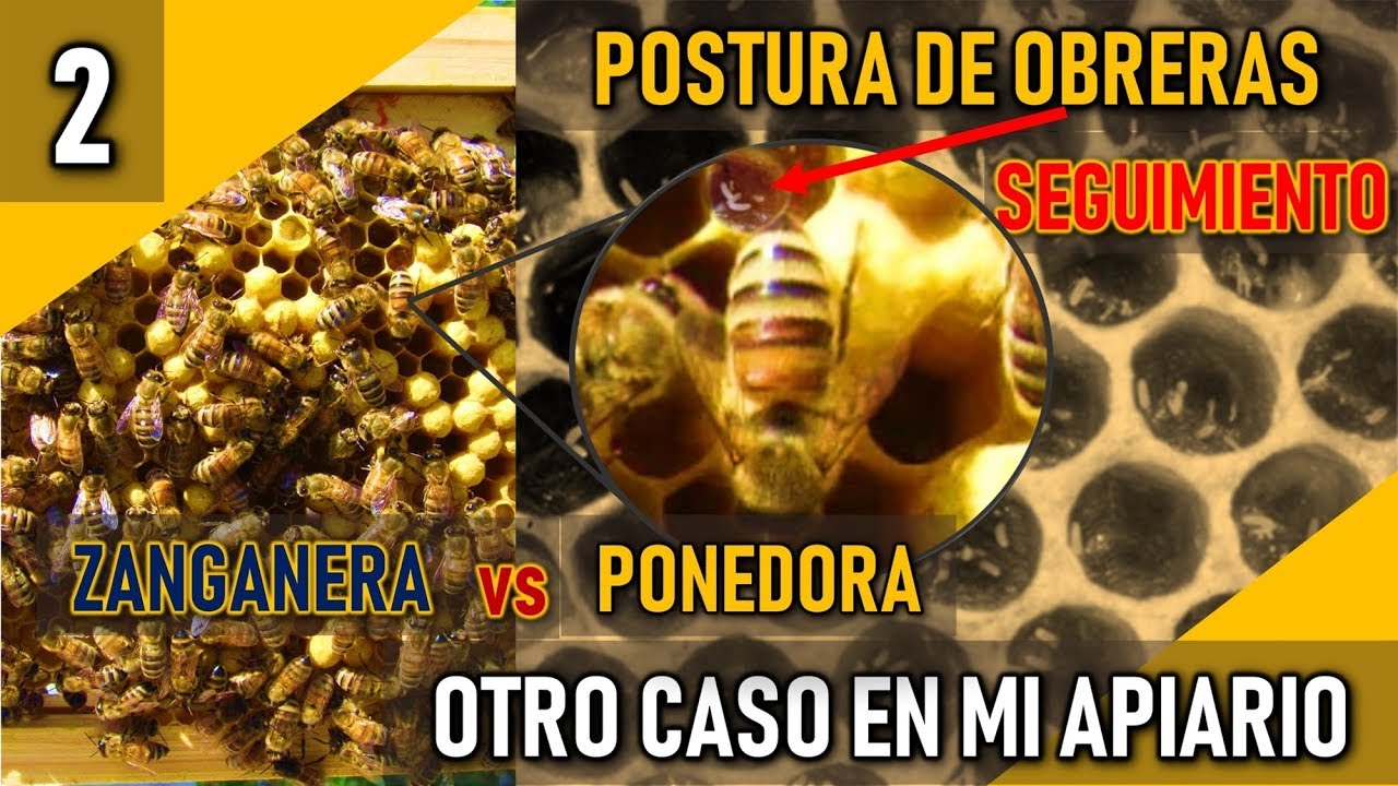 SEGUIMIENTO 👉🏼 COLMENA ZANGANERA vs PONEDORA [2] OTRO CASO - APICULTURA