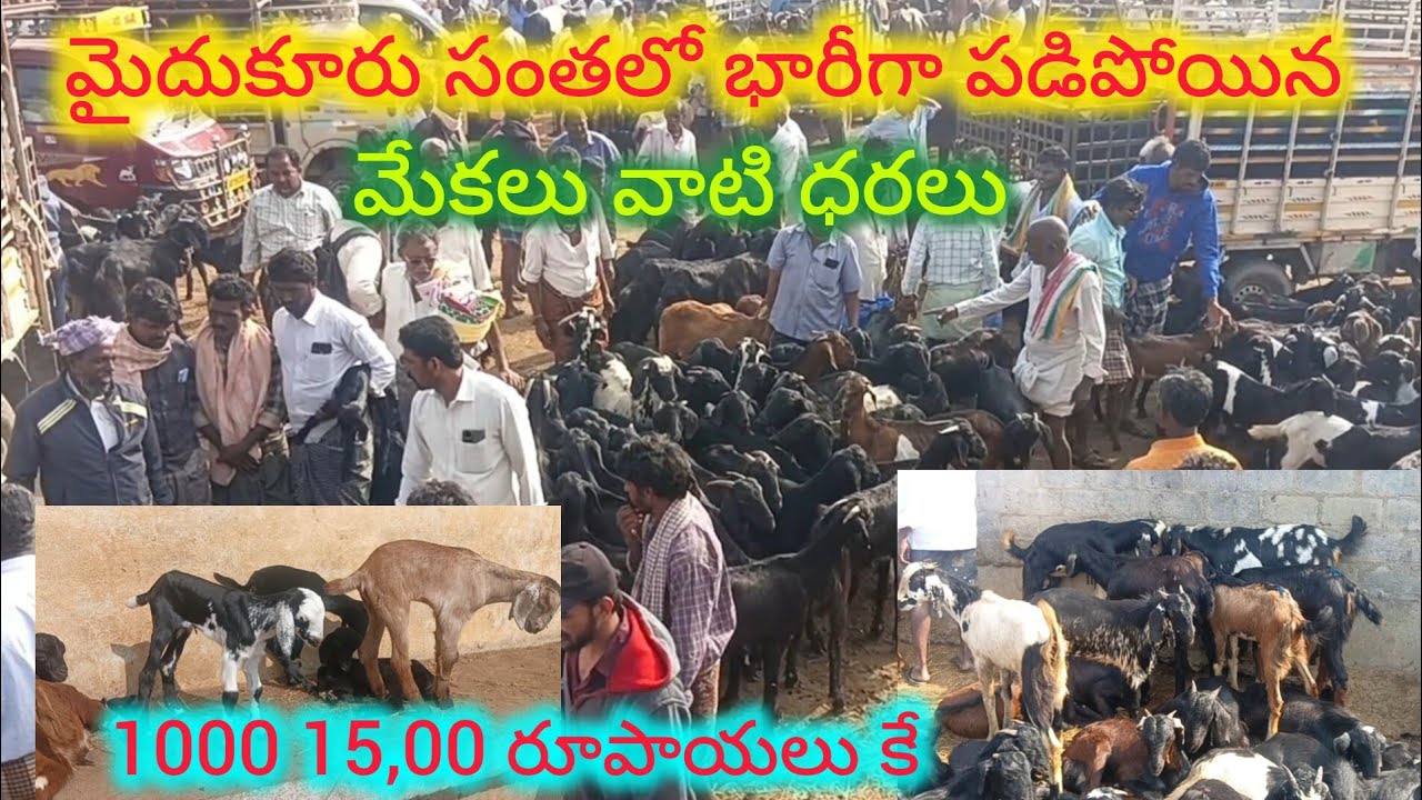 మైదుకూరు సంతలో కొనుగోలు లేక ఆగిపోయిన మేకలు మేకపోతులు వాటి ధరలు#Mydukur sheep goats market 31-1-2026