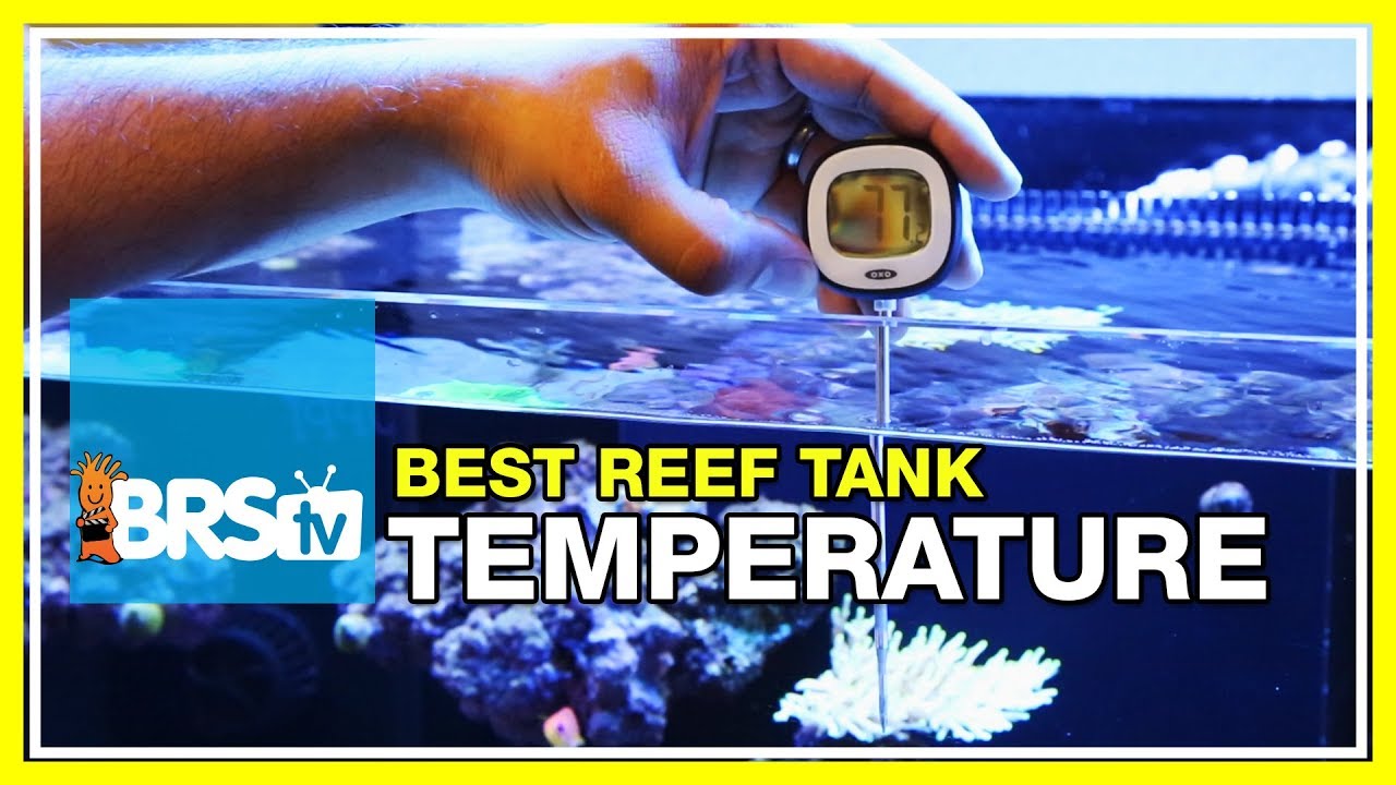 Week 8: Tank Temperature. Finding a Way to Trust Your Heater. | 52 Weeks of Reefing