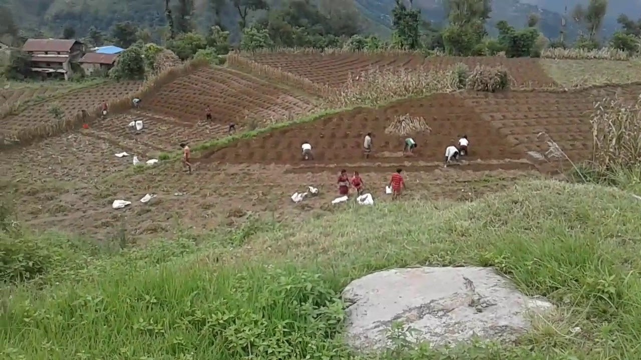 kheti pati