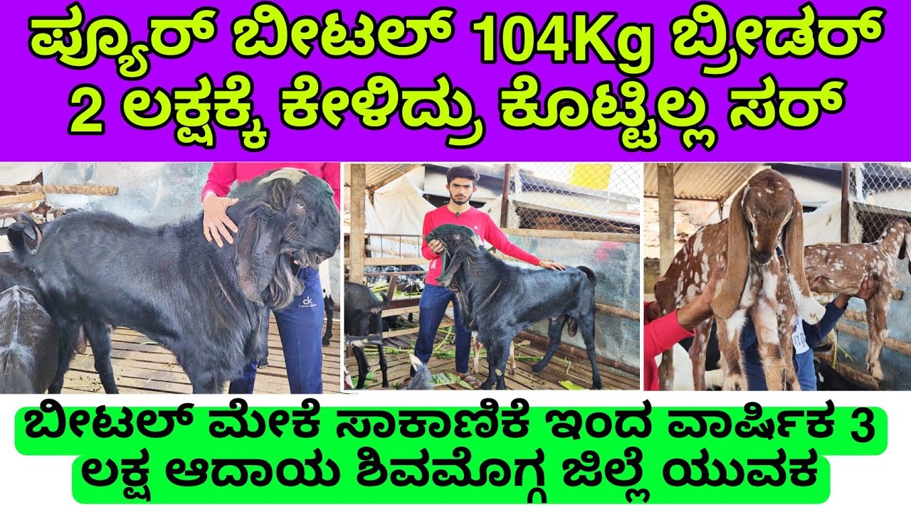 ಪ್ಯೂರ್ ಬೀಟಲ್ 104Kg ಬ್ರೀಡರ್ 2 ಲಕ್ಷಕ್ಕೆ ಕೇಳಿದ್ರು ಕೊಟ್ಟಿಲ್ಲ ಬೀಟಲ್ ಸಾಕಾಣಿಕೆ ಶಿವಮೊಗ್ಗ ಜಿಲ್ಲೆಯ ಯುವಕ