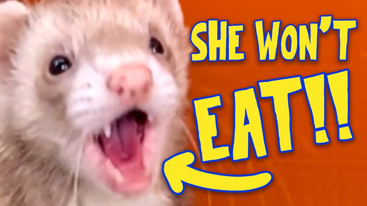 How I Got My Fussy Ferret to Eat New Food (Real Tips that WORK!)