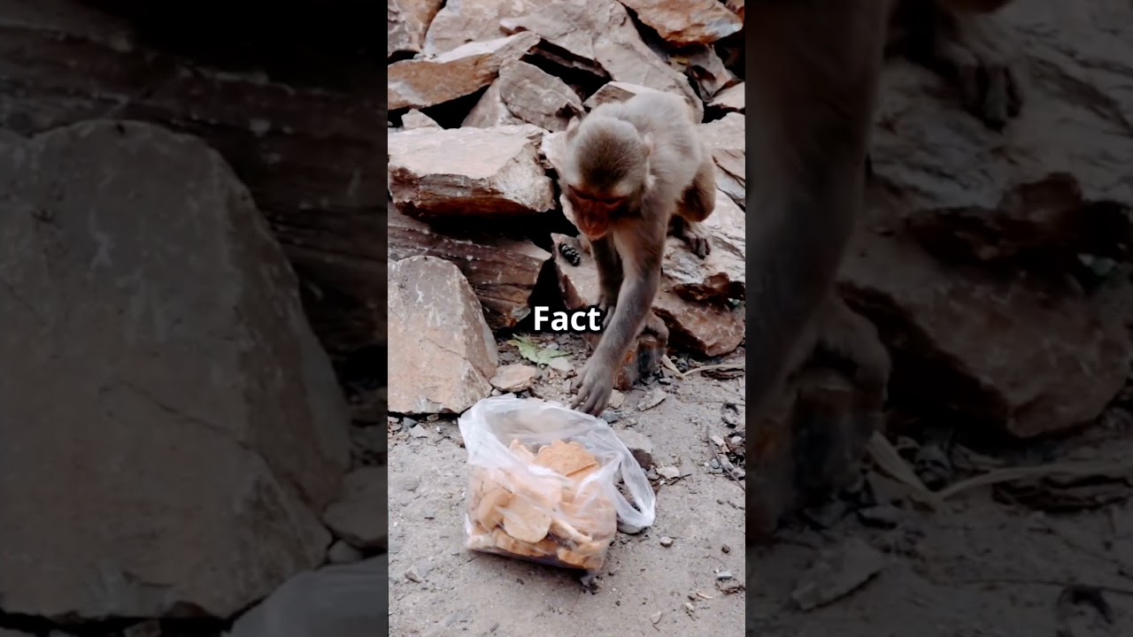 Five SHOCKING Monkey Facts