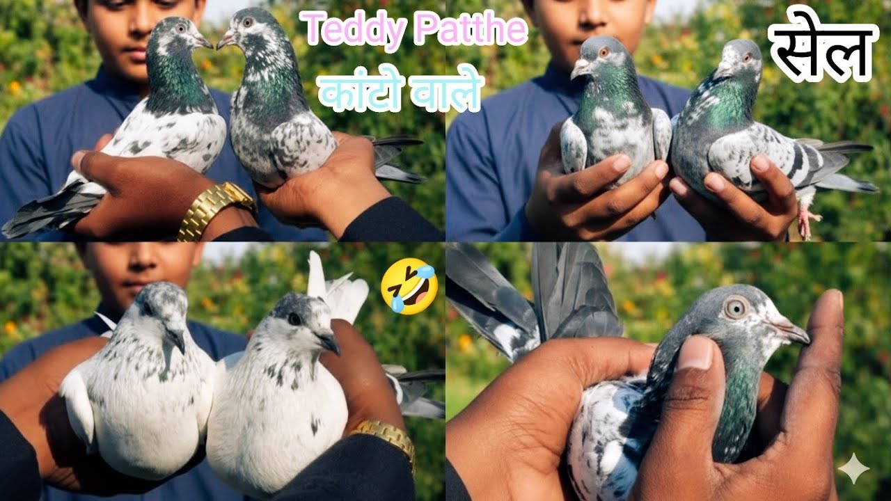  सौरभ भाई ने रोक लिया बच्चे जोड़े के लिए🤣Original Omaan Wale Teddy❣️soldier Kabutar Lucknow NewVideo
