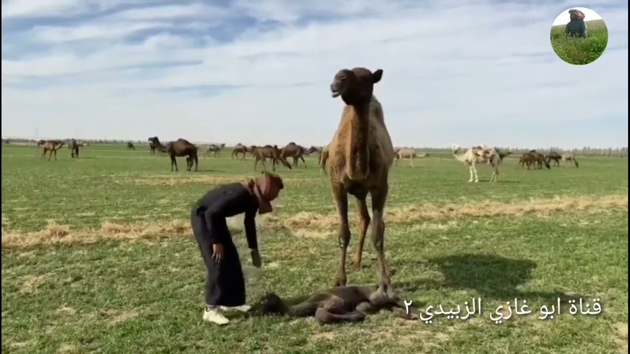 جرة ربابه/ سج القدم واترك الديره/ كلمات متعب الطواله/ أداء العازف بندر الشمري