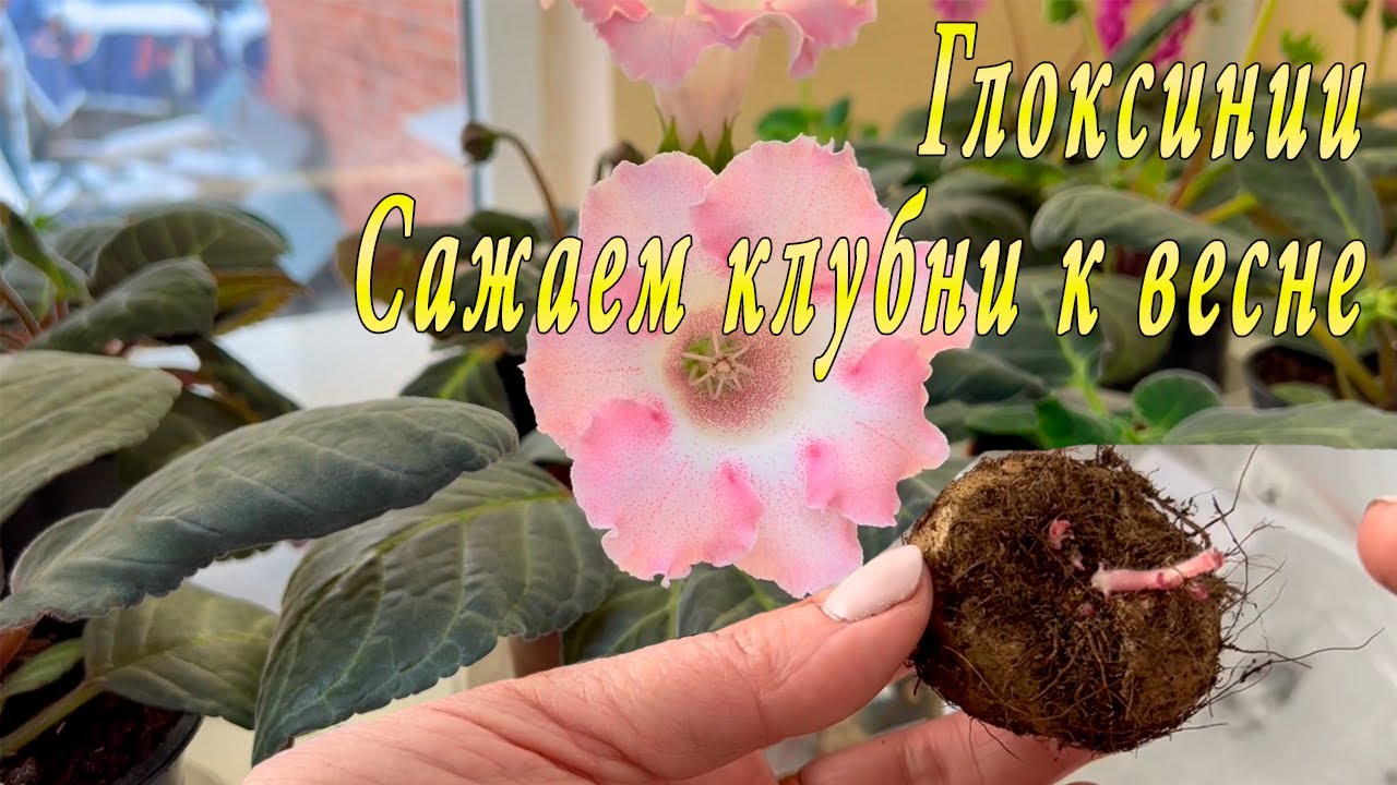 Глоксинии. Как сажать клубни?!