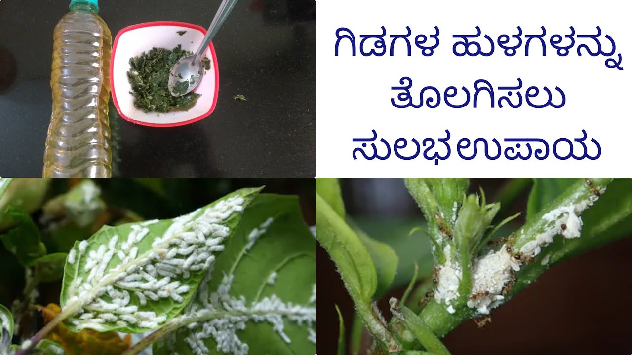 ಮನೆಯಲ್ಲೇ ತಯಾರಿಸಿ ಕೀಟನಾಶಕ ಕೇವಲ 2 ವಸ್ತುಗಳಿಂದ | Homemade pesticide in Kannada