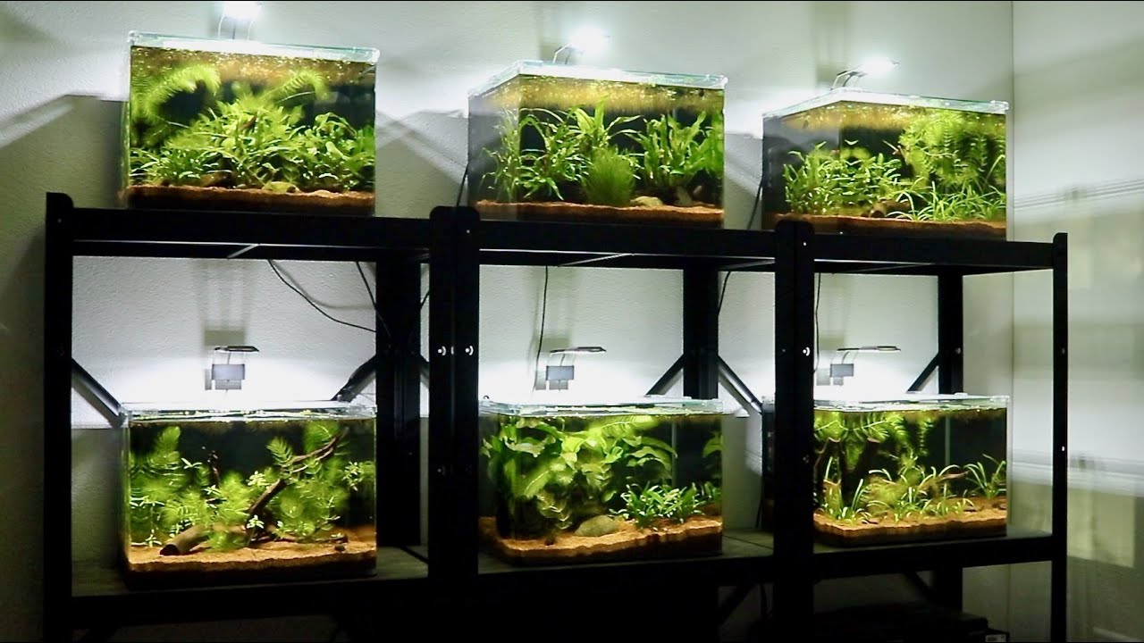 My Last Betta Fish Tank Video