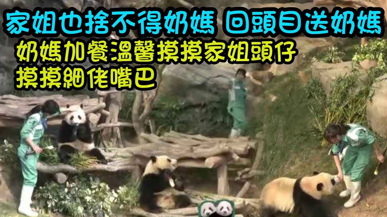 3月18日 家姐也好捨不捨奶媽，回頭望送完筍要走的奶媽，奶媽揮手和家姐拜拜#香港大熊貓  #大熊貓家姐細佬