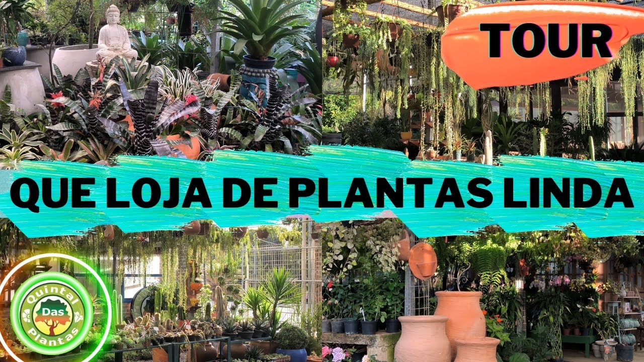 Apaixonei nessa loja de plantas 😍 muito organizada e plantas lindas 😊 fiz um tour para vcs