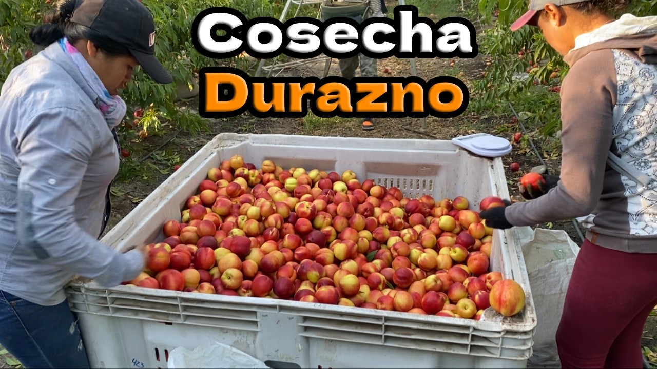 Cosechando Durazno Pel&oacute;n 🍑 | CHILE 🇨🇱