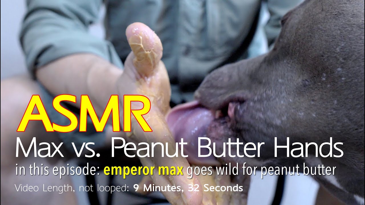 Max vs. Peanut Butter Hands | ASMR DOG LICKING | No Talking