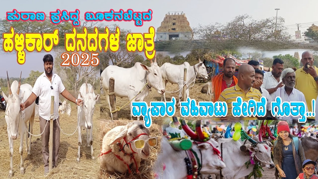 ಹಳ್ಳಿಕಾರ್ ದನಗಳ ಜಾತ್ರೆ | ಬುಕ್ಕನ ಬೆಟ್ಟ 2025 | Hallikar Cattle Fair | Bukkana Betta |@Onemorekannada