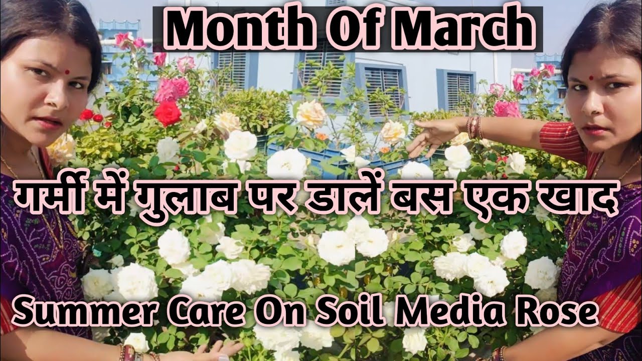 गर्मी में गुलाब पर क्या खाद डालें।Summer Secret Feeding Formula For Soil Media Rose Plant  #flowers 