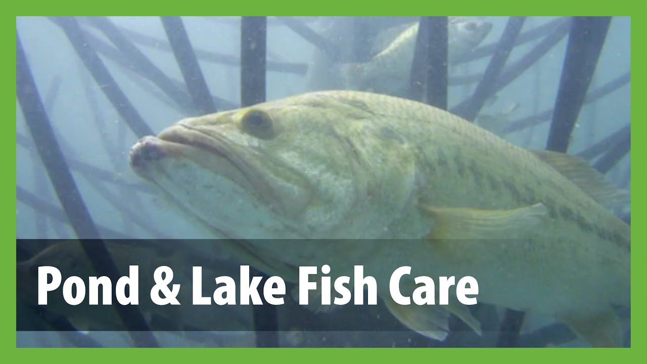 How to Stock a Pond With Fish &ndash; Pond & Lake Guide to Stocking Fish & Fish Care