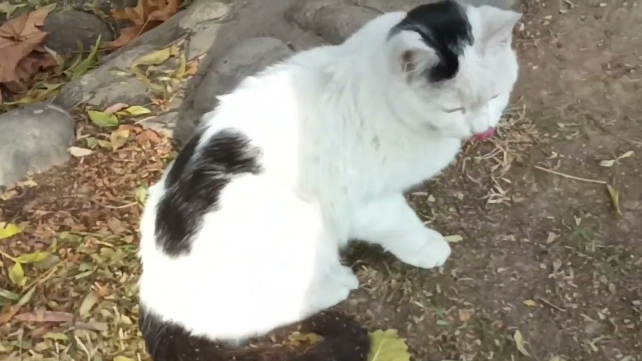 CATS ARE SO KIND IN NATURE