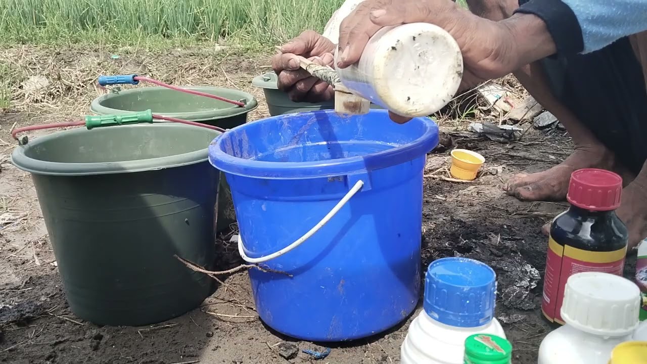 Tutorial pengobatan bawang merah usia 15 hari di musim hujan. 