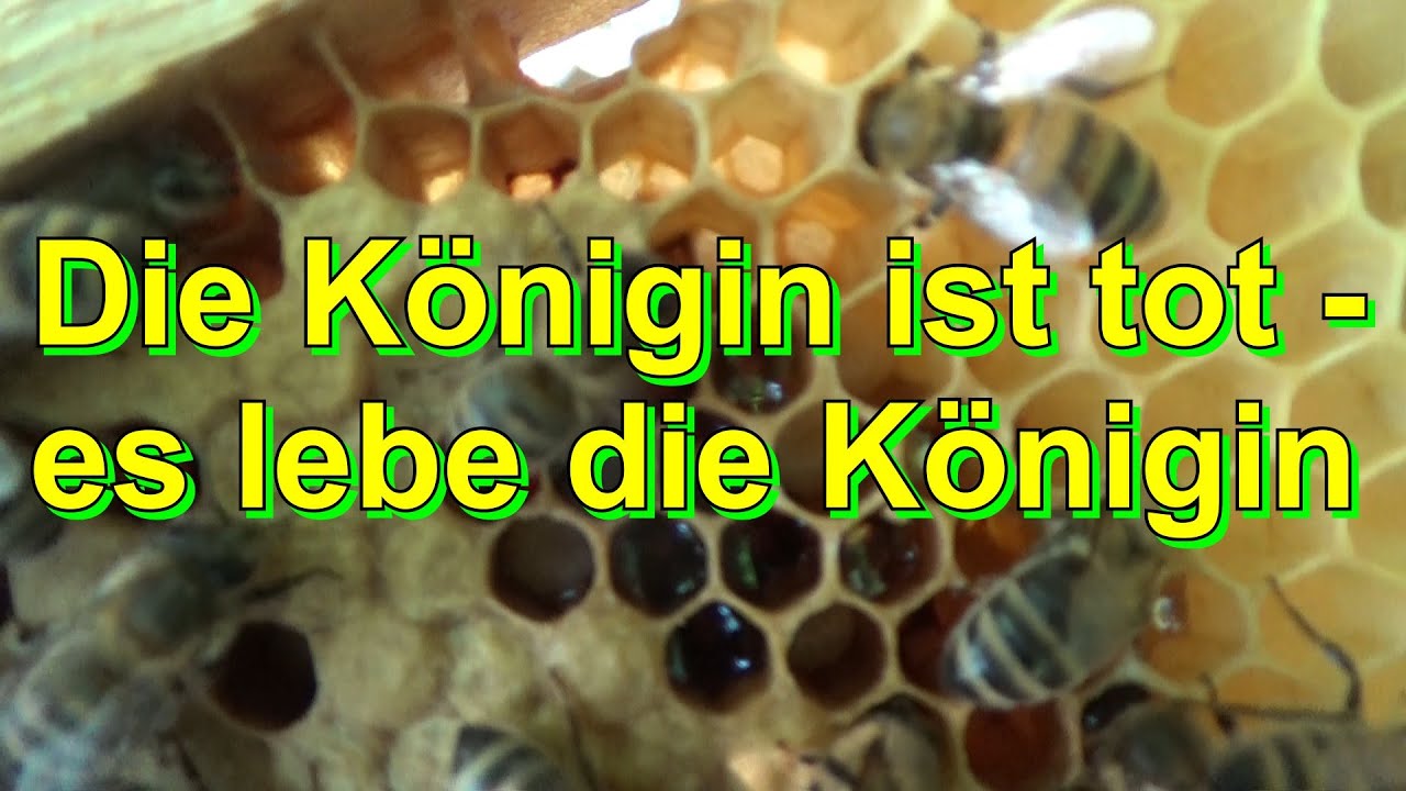 Die K&ouml;nigin ist tot - es lebe die K&ouml;nigin